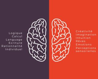 le fonctionnement du cerveau et la répartition gauche/droite