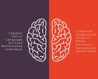 le fonctionnement du cerveau et la répartition gauche/droite