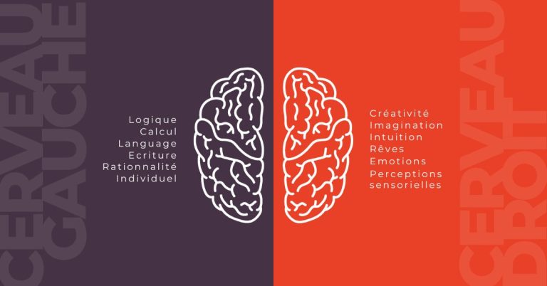 le fonctionnement du cerveau et la répartition gauche/droite